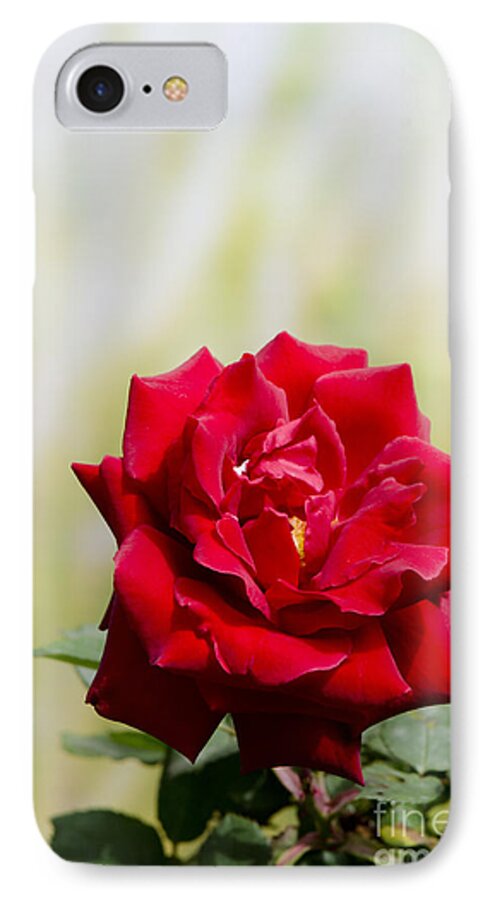 Bright iPhone 8 Case featuring the digital art Bright red rose by Perry Van Munster