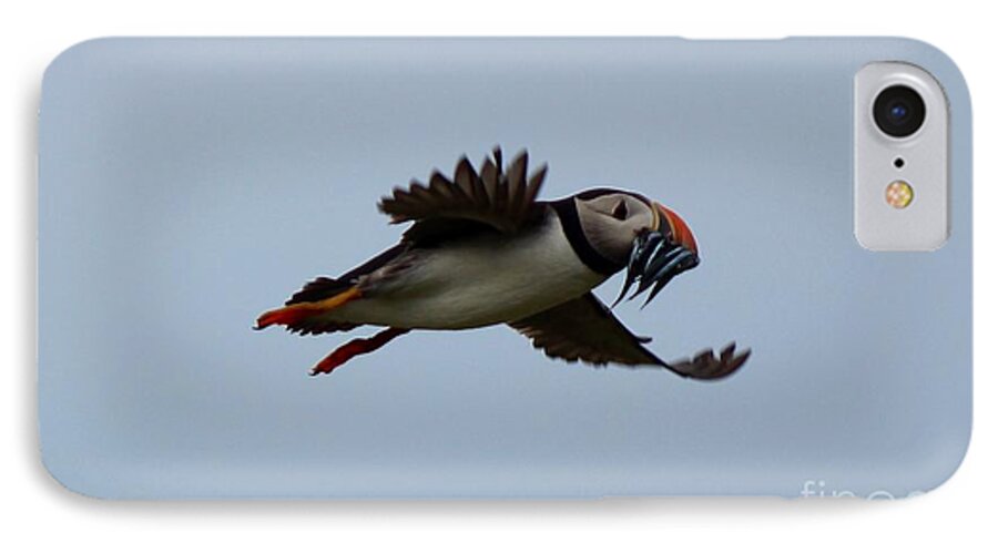 Bird iPhone 8 Case featuring the photograph Bringing Home The Dinner by David Grant