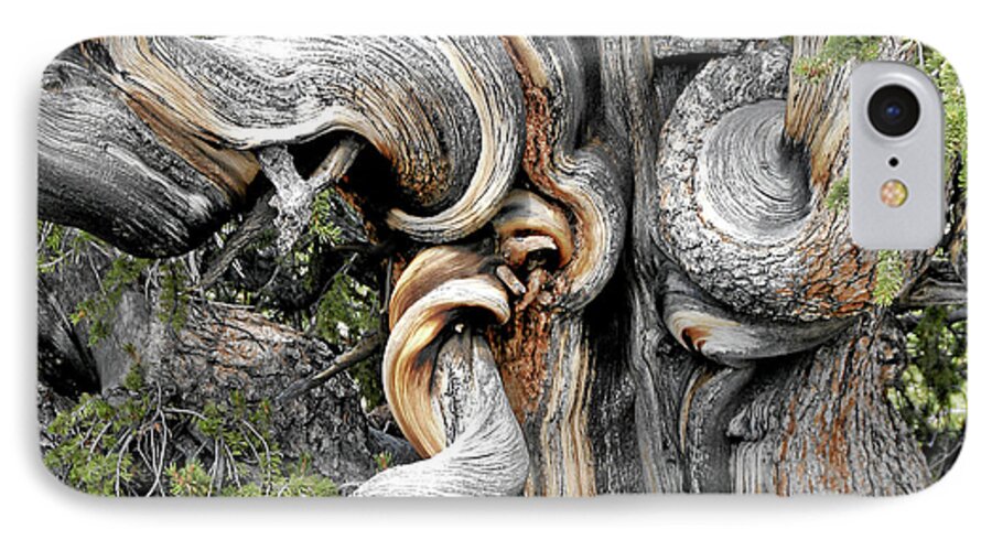 Bristlecone Pine Trees iPhone 8 Case featuring the photograph Bristlecone Pine - 'I am not part of history - history is part of me' by Alexandra Till