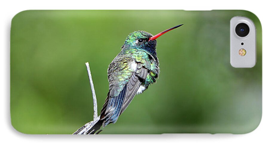 Denise Bruchman iPhone 8 Case featuring the photograph Broad-billed Hummingbird by Denise Bruchman