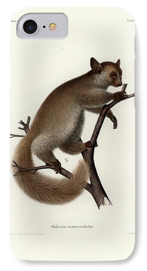 Otolemur Crassicaudatus iPhone 8 Case featuring the drawing Brown Greater Galago or Thick-tailed Bushbaby by Hugo Troschel and J D L Franz Wagner