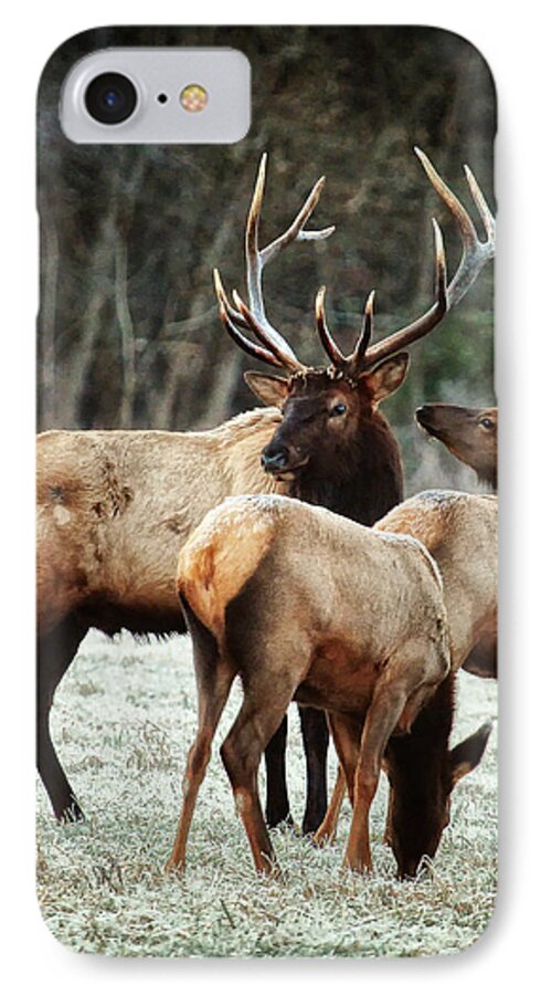 Bull Elk iPhone 8 Case featuring the photograph Bull Elk with Cows in the Late Rut by Michael Dougherty