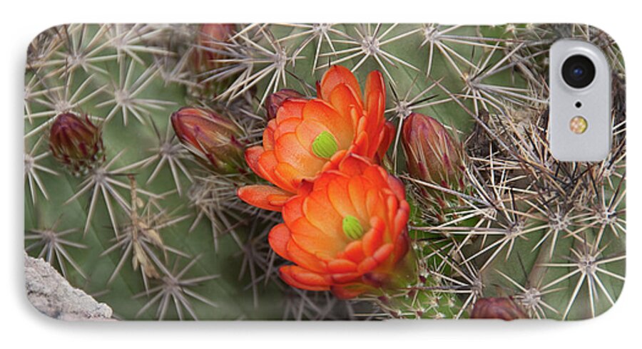 Arizona iPhone 8 Case featuring the photograph Cactus Blossoms by Monte Stevens