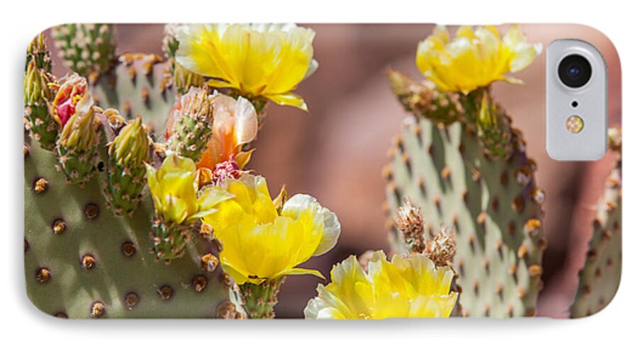 Texas iPhone 8 Case featuring the photograph Cactus Flowers by SR Green