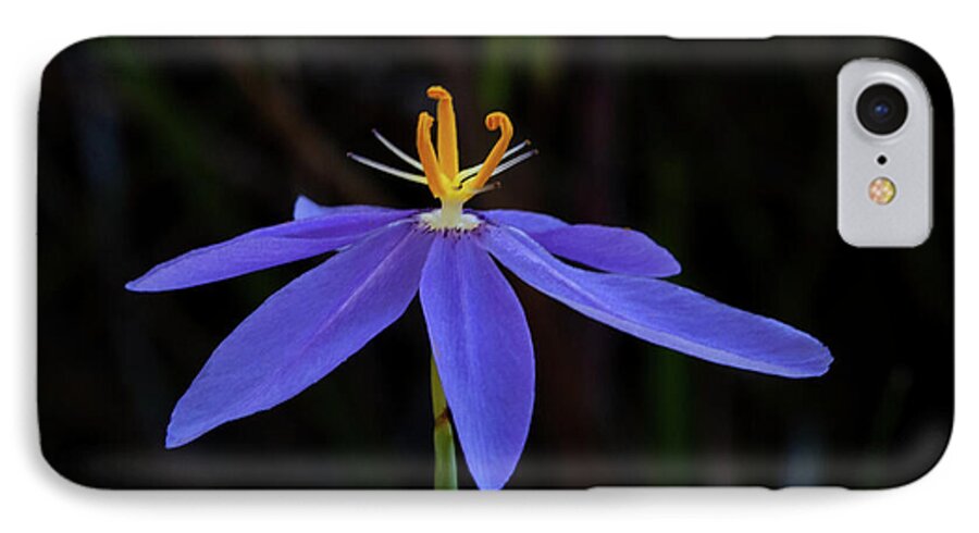 Celestial Lily iPhone 8 Case featuring the photograph Celestial Lily by Paul Rebmann