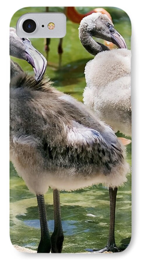 Flamingo iPhone 8 Case featuring the photograph Chicks Hangin' Out by Sherry Curry