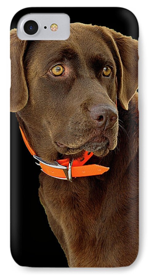 Dog iPhone 8 Case featuring the photograph Chocolate Lab by William Jobes