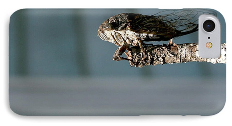 Cicada iPhone 8 Case featuring the photograph Cicada by Cathy Harper