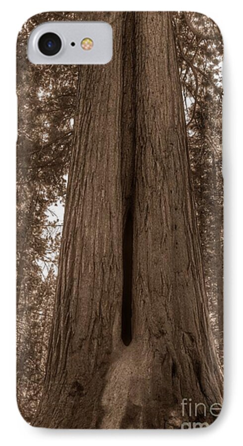 Sequoia iPhone 8 Case featuring the photograph Contemplating Greatness by Leah McPhail