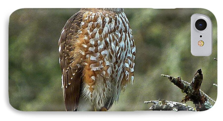 Nature iPhone 8 Case featuring the photograph Coopers Hawk by Julia Hassett