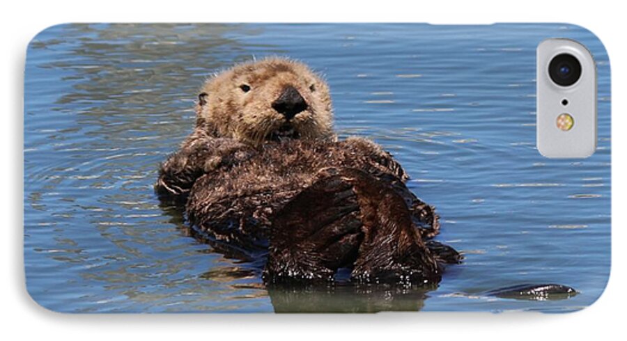 Sea Otter iPhone 8 Case featuring the photograph Cuddle Bunches by Christy Pooschke