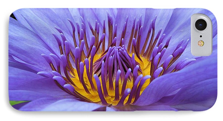 Water Lily iPhone 8 Case featuring the photograph Divine by Chad and Stacey Hall