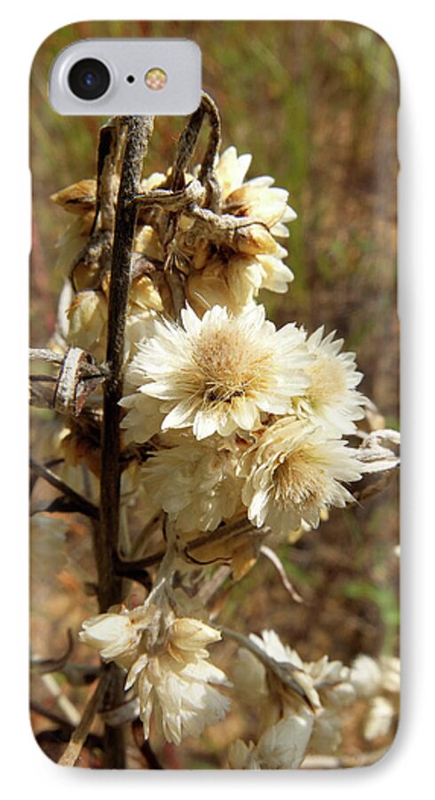Flowers iPhone 8 Case featuring the photograph Dried Flowers by Scott Kingery
