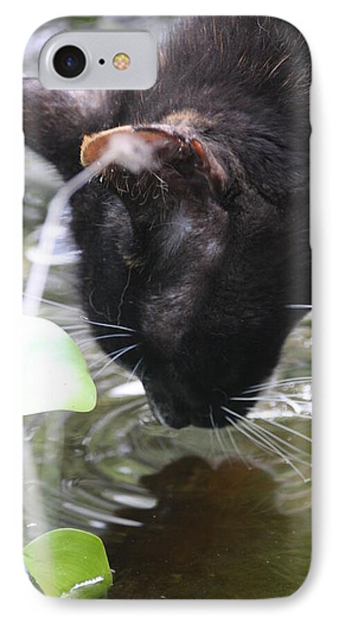 Calico iPhone 8 Case featuring the photograph Drinking Kitty by Wendy Coulson