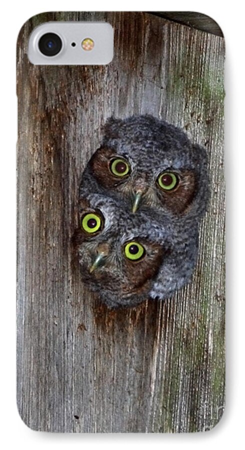 Eastern Screech Owl iPhone 8 Case featuring the photograph Eastern Screech Owl Chicks by Barbara Bowen