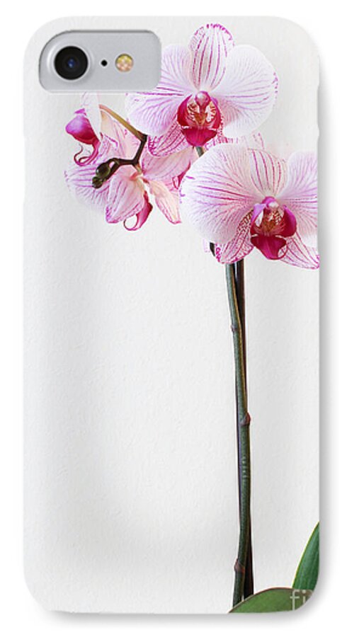 Flowers iPhone 8 Case featuring the photograph Elegant Orchid by Anita Oakley