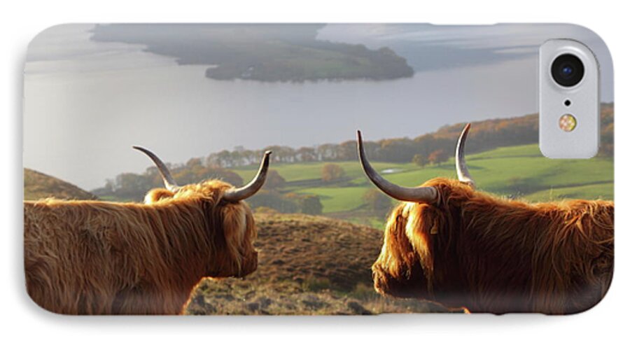 Cattle iPhone 8 Case featuring the photograph Enjoying The View - Highland Cattle by Bruce J Robinson