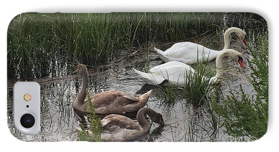 Swans iPhone 8 Case featuring the photograph Family Time by Beth Saffer