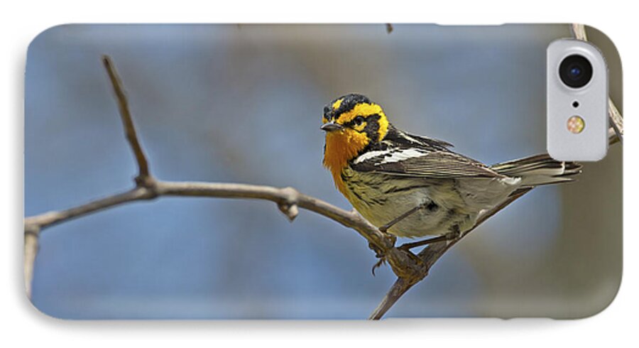 Blackburnian Warbler iPhone 8 Case featuring the photograph Fire Throat... by Nina Stavlund