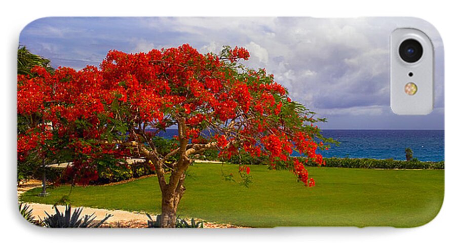 Flamboyant Tree iPhone 8 Case featuring the photograph Flamboyant Tree in Grand Cayman by Marie Hicks