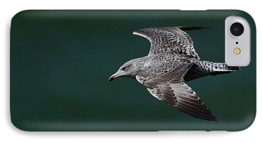 Gulls iPhone 8 Case featuring the photograph Flyby by Richard Patmore