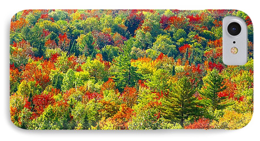 Forest iPhone 8 Case featuring the photograph Forest of Color by David Lee Thompson