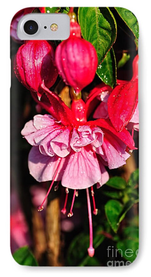 Photography iPhone 8 Case featuring the photograph Fuchsias with Droplets by Kaye Menner