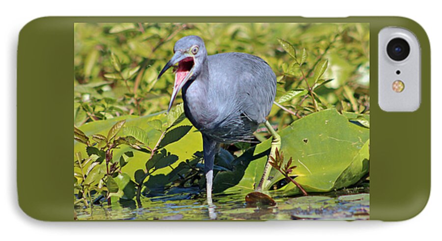 Bird iPhone 8 Case featuring the photograph Fussy Little Blue Heron by DB Hayes