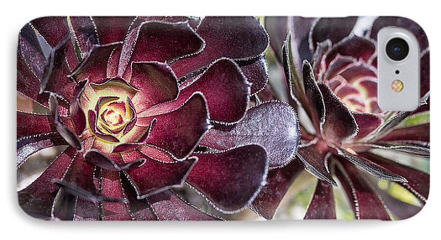 Floral iPhone 8 Case featuring the photograph Garnet Cactus by Jeff Abrahamson