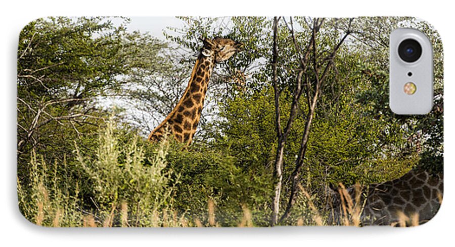 Animals iPhone 8 Case featuring the photograph Giraffe browsing by Patrick Kain