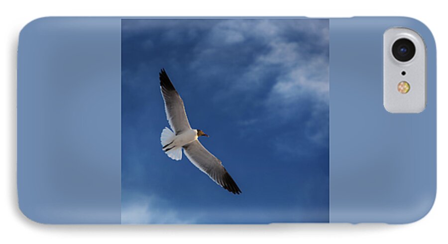 Seagull In Flight iPhone 8 Case featuring the photograph Glider by Don Spenner
