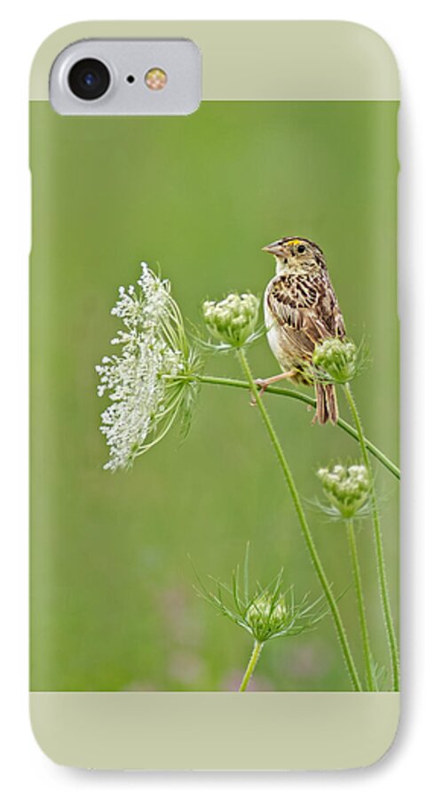 Grasshopper Sparrow iPhone 8 Case featuring the photograph Grasshopper Sparrow by Jim Zablotny