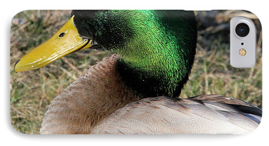 Mallard iPhone 8 Case featuring the photograph Handsome drake by Doris Potter