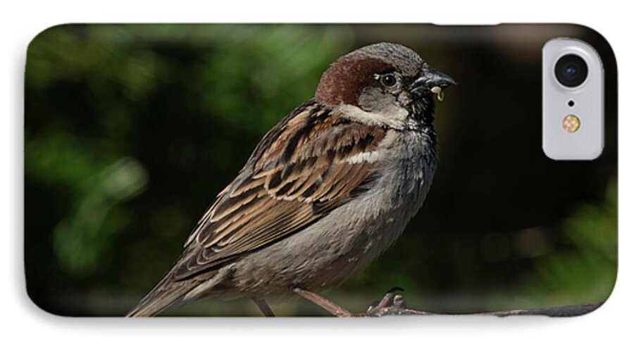 House Sparrow Bird Photograph iPhone 8 Case featuring the photograph House Sparrow 2 by Kenneth Cole