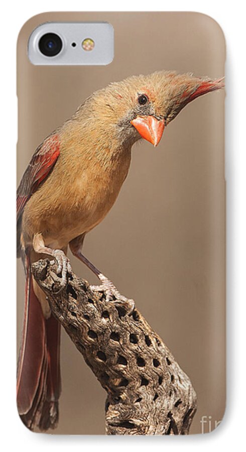 Cardinal iPhone 8 Case featuring the photograph Lady Cardinal and Cholla by Ruth Jolly