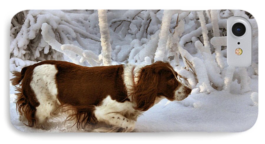 Springer Spaniel iPhone 8 Case featuring the photograph Leading the Way by Kristin Elmquist