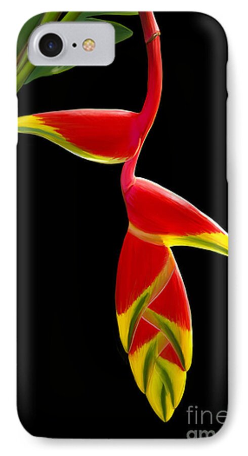 Pacific Heliconia iPhone 8 Case featuring the painting Lobster Claw by Rand Herron
