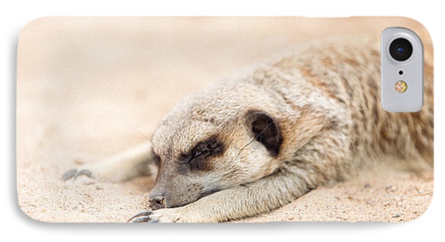 El Paso iPhone 8 Case featuring the photograph Long Day in Meerkat Village by SR Green