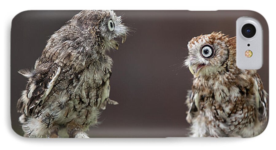 Two iPhone 8 Case featuring the photograph Lover's Spat by Jack Nevitt