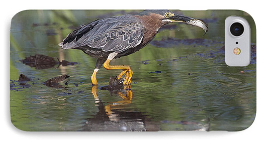 Green Heron iPhone 8 Case featuring the photograph Lunch to go by Ruth Jolly