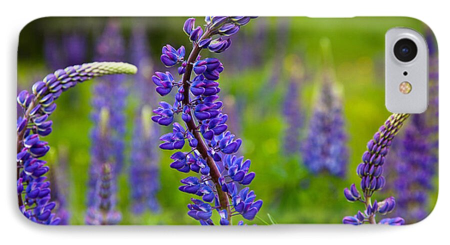 Blossom iPhone 8 Case featuring the photograph Lupine Curves by Susan Cole Kelly