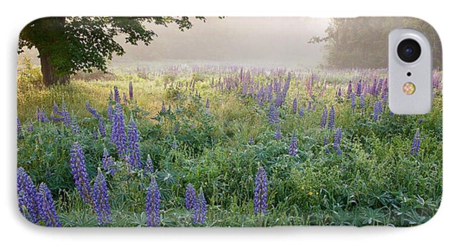 Fields Of Lupine Festival iPhone 8 Case featuring the photograph Lupine Field by Susan Cole Kelly