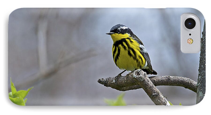 Magnolia Warbler iPhone 8 Case featuring the photograph Maggie... by Nina Stavlund
