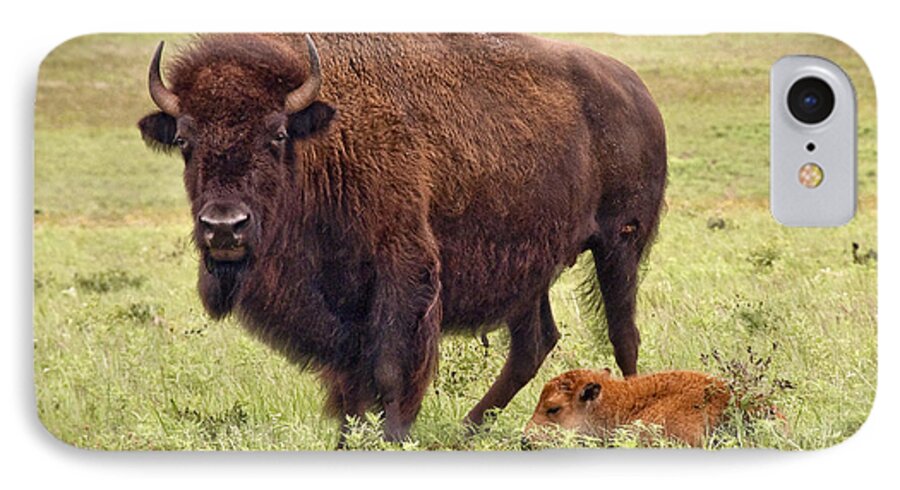 Buffalo iPhone 8 Case featuring the photograph Mama Watching Over Baby by Tamyra Ayles