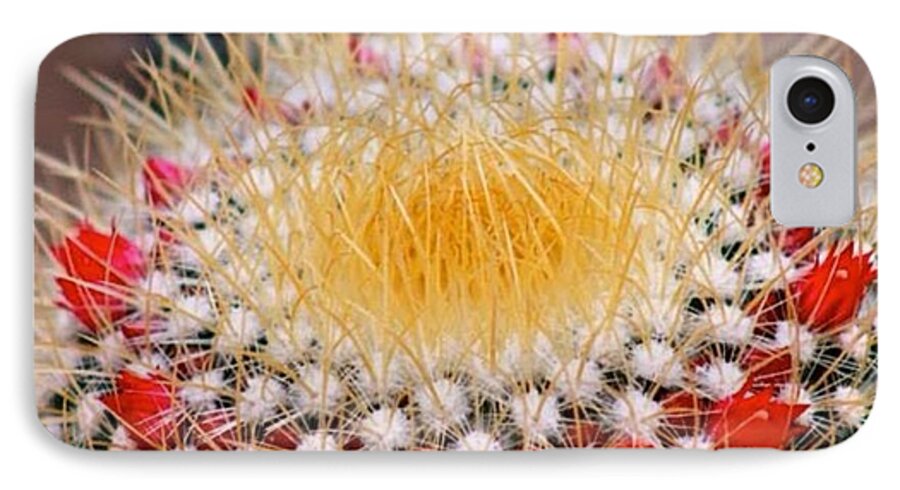 https://render.fineartamerica.com/images/rendered/default/phone-case/iphone8/images/artworkimages/medium/1/marcus-the-cactusnncactus-mark-nowoslawski.jpg?&targetx=0&targety=-110&imagewidth=538&imageheight=538&modelwidth=538&modelheight=317&backgroundcolor=886A68&orientation=1