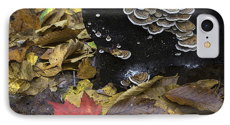 Mushrooms iPhone 8 Case featuring the photograph Mushrooms by Ken Barrett