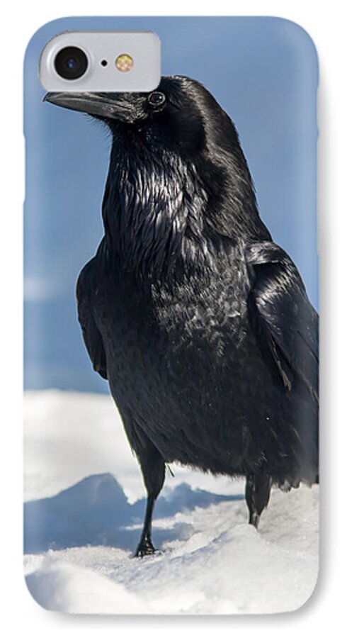 Raven iPhone 8 Case featuring the photograph Nevermore by Jack Bell