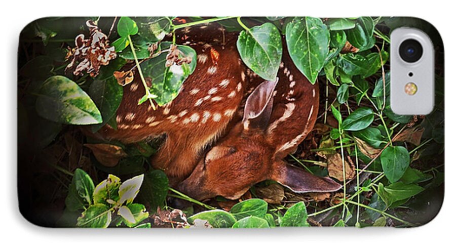Fawn iPhone 8 Case featuring the photograph New Beginnings by Pat Davidson