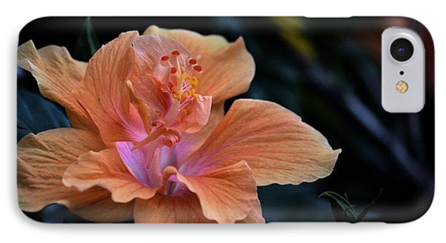 Flowers iPhone 8 Case featuring the photograph Orangecicle by Robert McCubbin