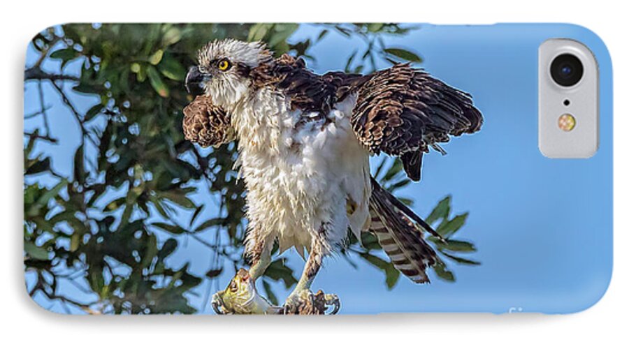 Osprey iPhone 8 Case featuring the photograph Osprey With Meal by DB Hayes